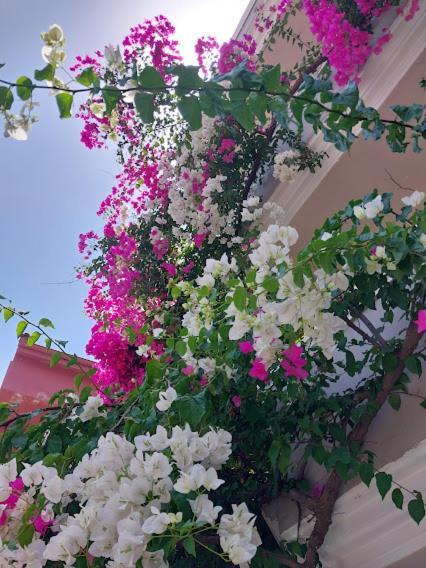 Selenya Hotel apartamentowy